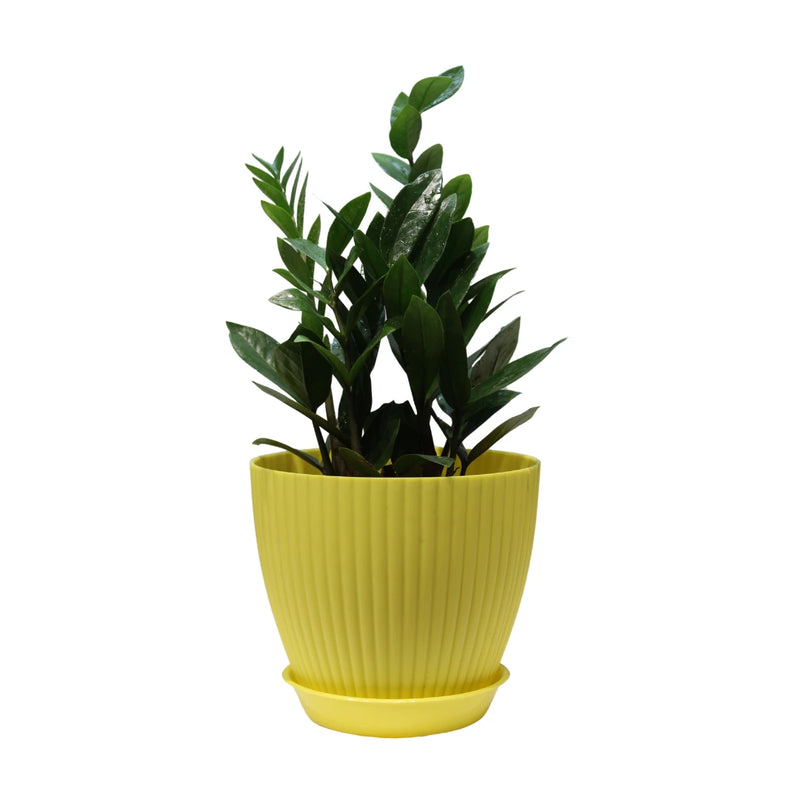 ZZ Live Plant Zamioculcas Zamiifolia