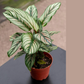 Calathea Majestica White Star Live Plant Pink Green 12 Inch in 5 Inch PVC Pot