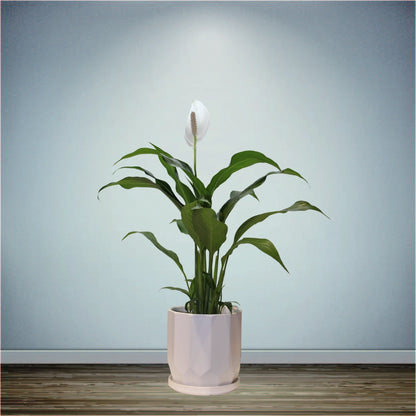 Spathiphyllum Peace Lily Flowering Plant Medium in 5 Inch Pot (Indian)