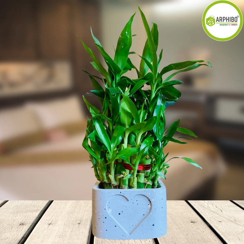 Lucky Bamboo 3Layer Dracaena Sanderiana Live Plant with Pot 4inch