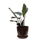 Calathea Medallion Live Plant