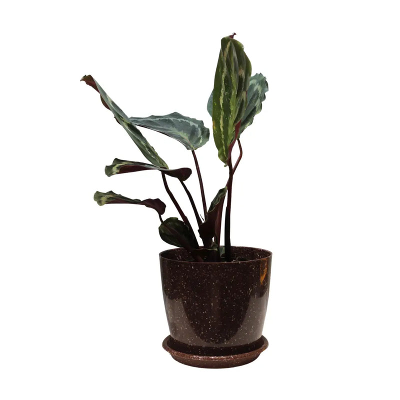 Calathea Medallion Live Plant