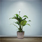 Spathiphyllum Peace Lily Flowering Plant Medium in 5 Inch Pot (Indian)