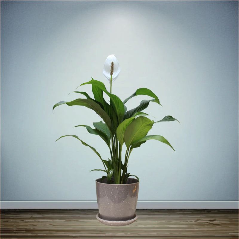 Spathiphyllum Peace Lily Flowering Plant Medium in 5 Inch Pot (Indian)