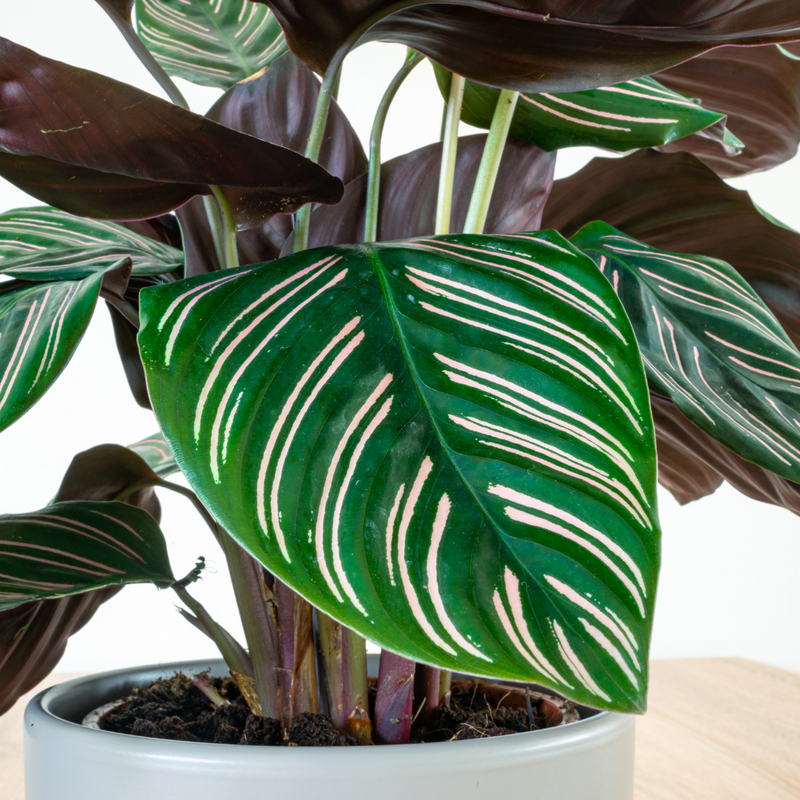 Calathea Ornata Pinstripe Live Plant 12 Inch in PVC Pot