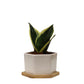 Snake Live Plant (Senseravia Hahini) - Small