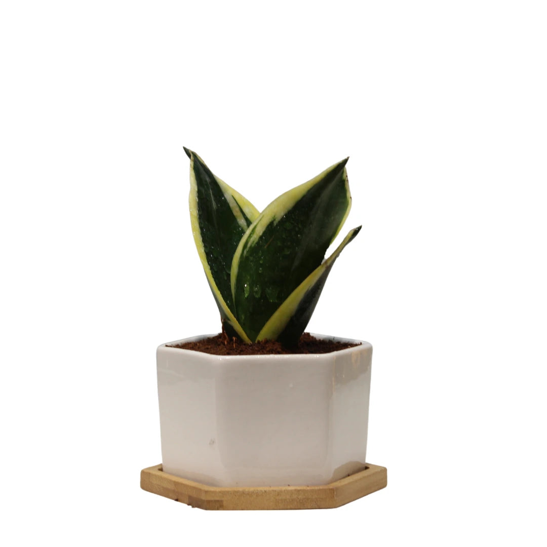 Snake Live Plant (Senseravia Hahini) - Small