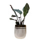 Calathea Medallion Live Plant