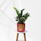 ZZ Live Plant Zamioculcas Zamiifolia