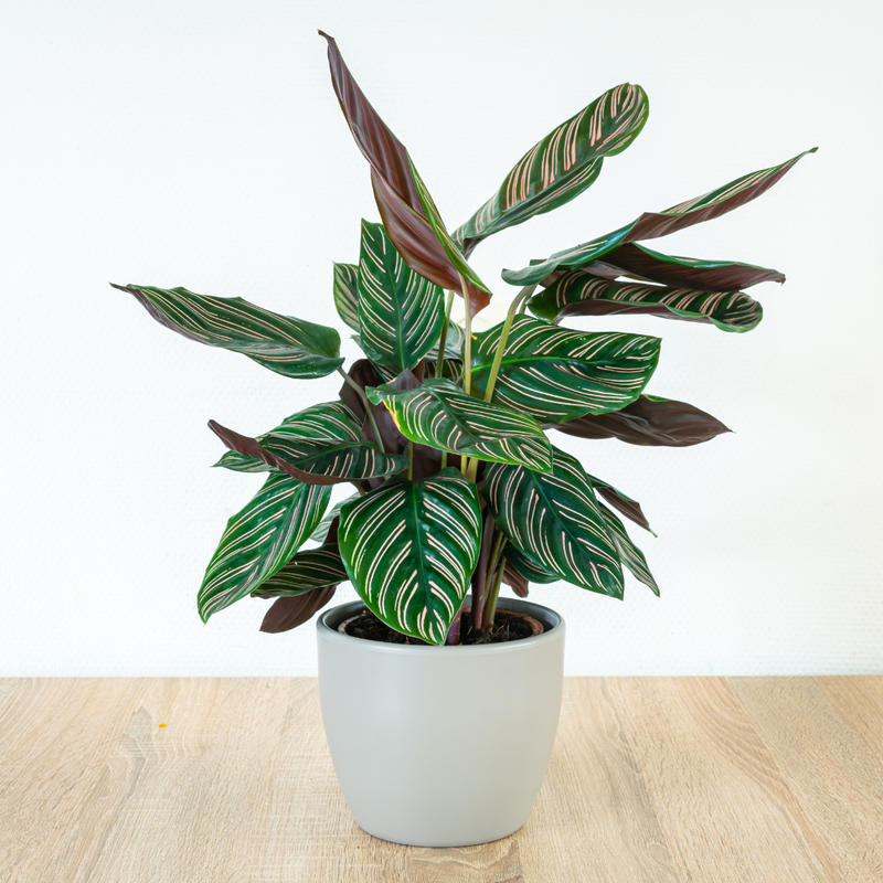 Calathea Ornata Pinstripe Live Plant 12 Inch in PVC Pot