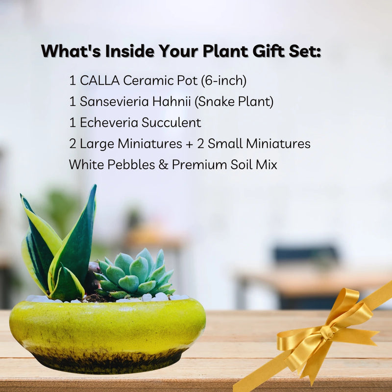 Plant Gift Set in Vibrant Ceramic Pot with Miniatures