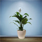 Spathiphyllum Peace Lily Flowering Plant Medium in 5 Inch Pot (Indian)