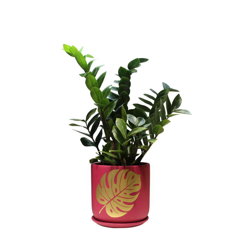 ZZ Live Plant Zamioculcas Zamiifolia