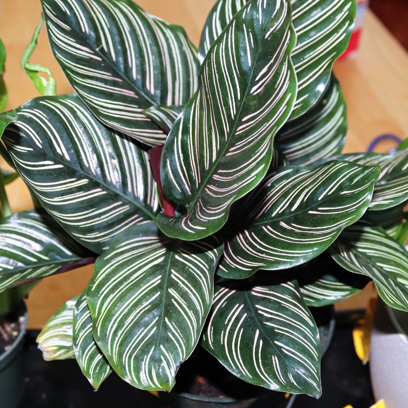 Calathea Ornata Pinstripe Live Plant 12 Inch in PVC Pot