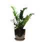 ZZ Live Plant Zamioculcas Zamiifolia