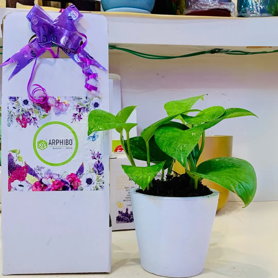 Money Plant - Enjoy Pothos