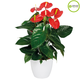 anthurium live indoor plant