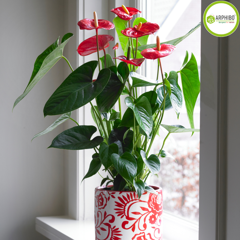 Anthurium Live Indoor Flower Plant 12-18 Inch in 5.5 Inch PVC Pot