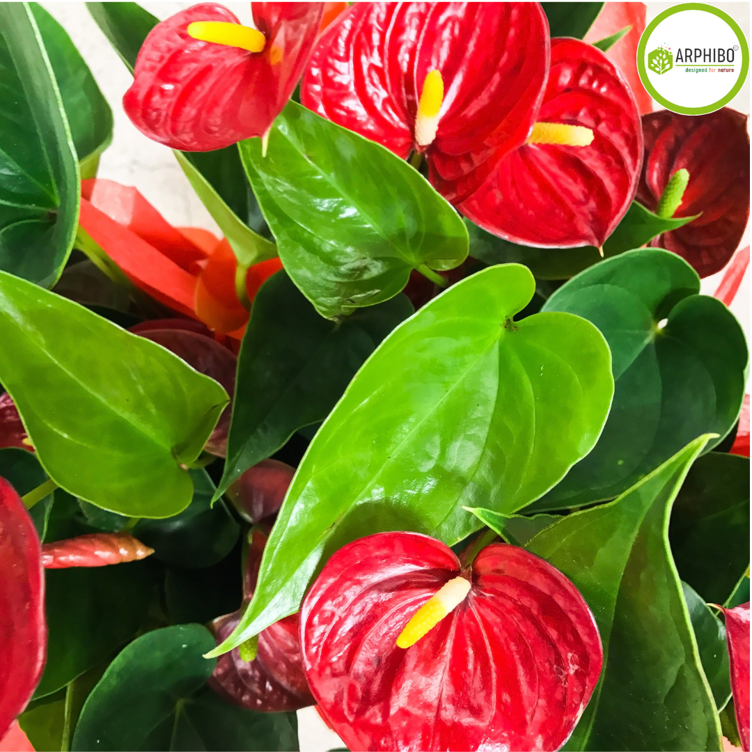 anthurium plants