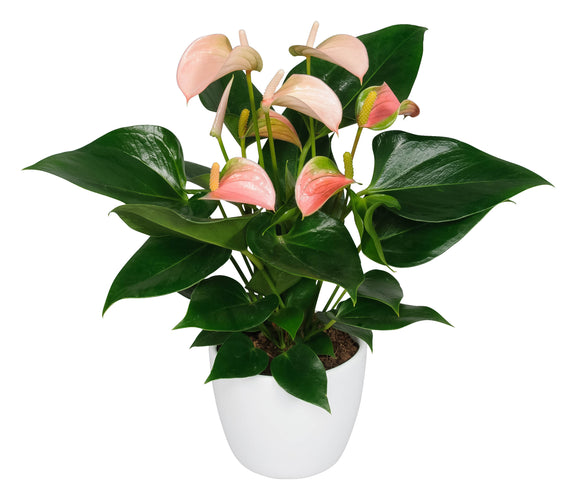 anthurium joli peach