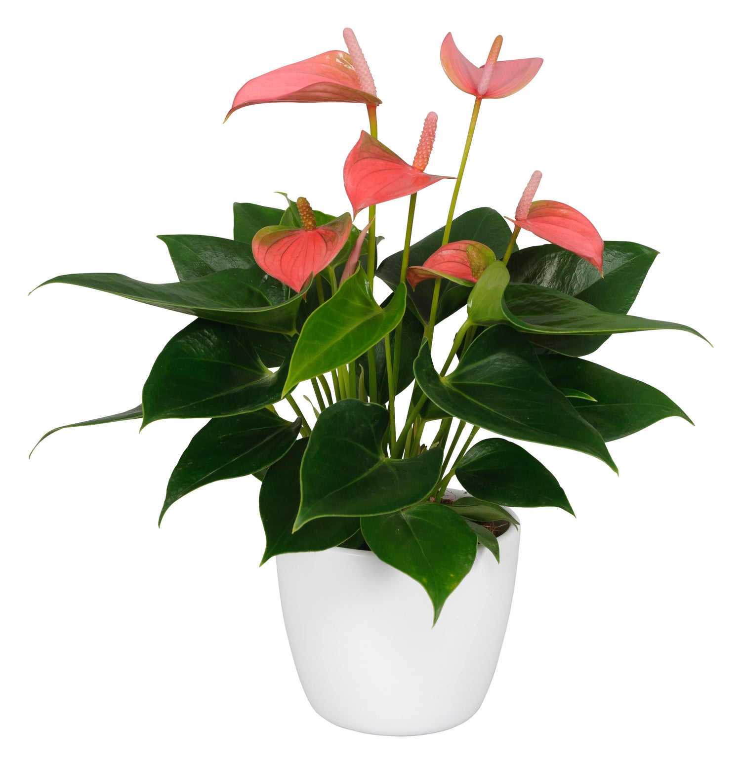 anthurium pink