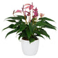 anthurium purple