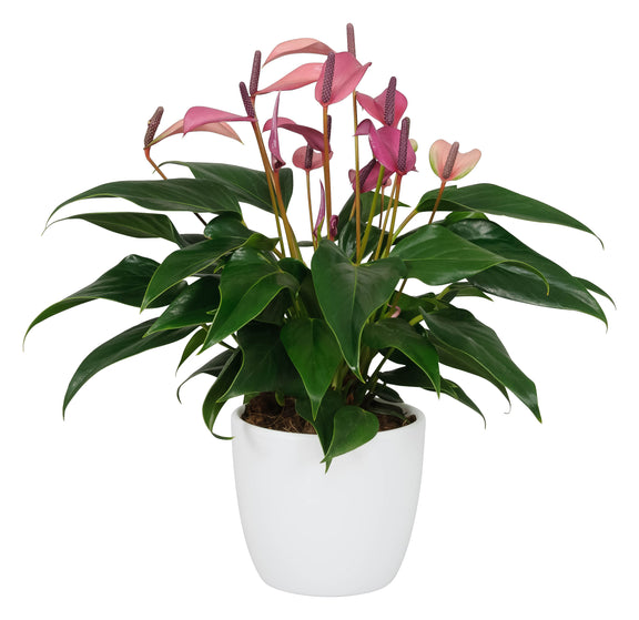 anthurium purple