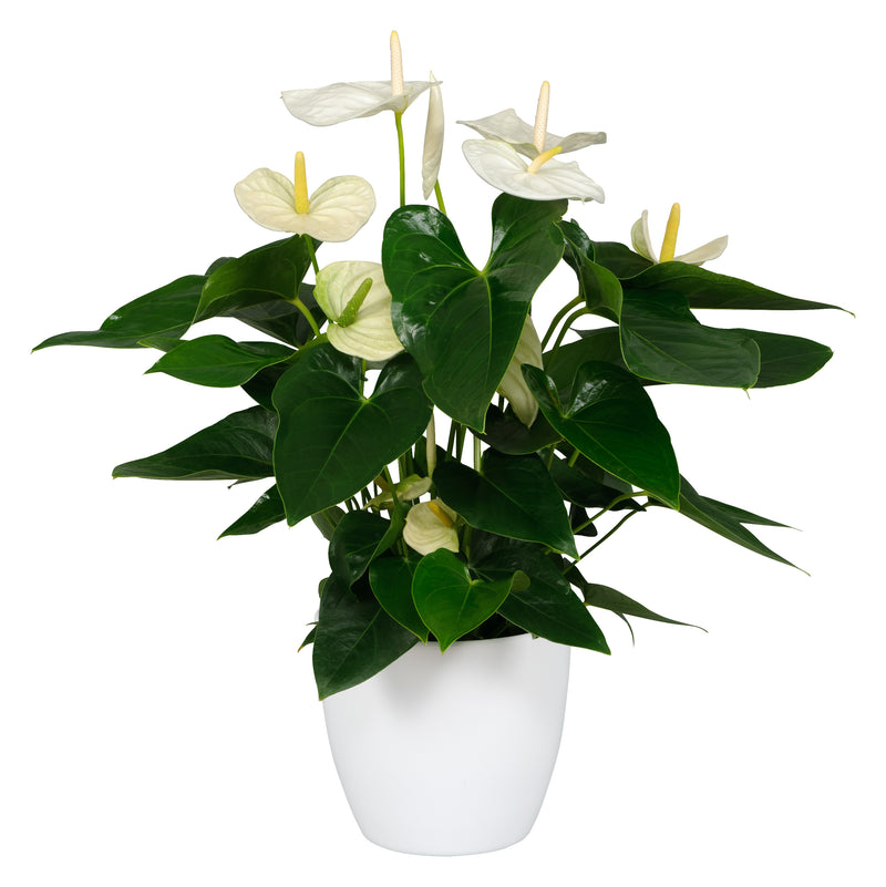 anthurium white plant