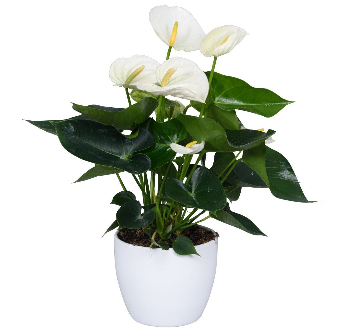 anthurium white