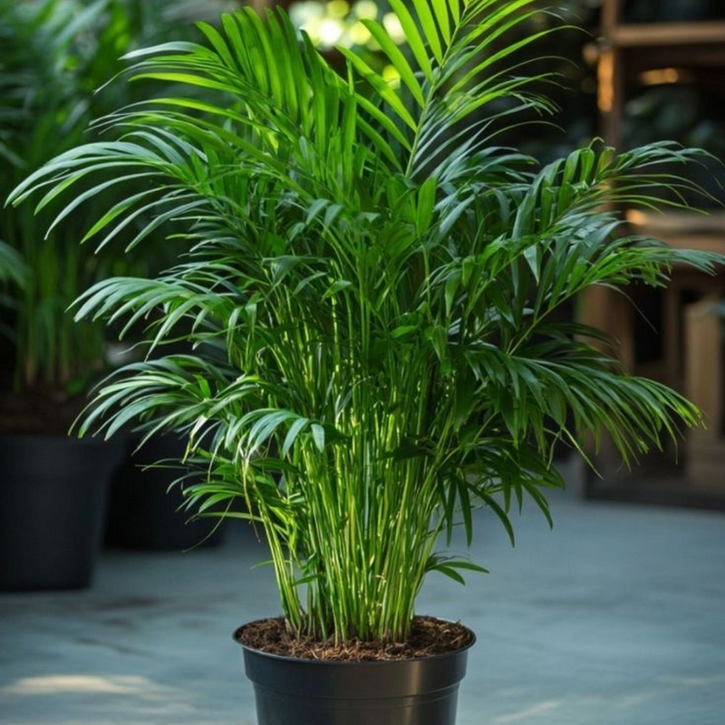 arecapalm indoor plant