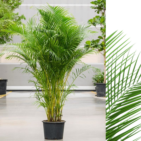 arecapalm plant