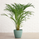 arecapalm plant