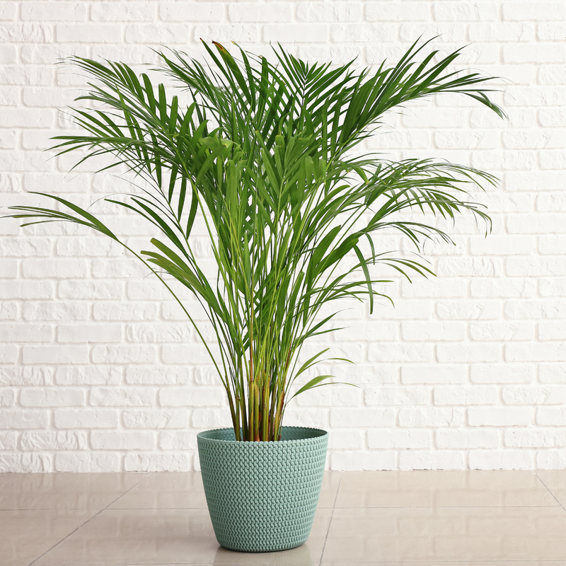 arecapalm plant