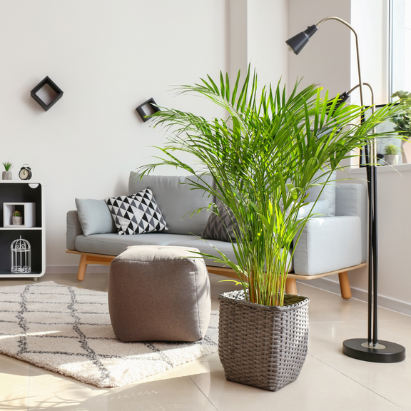 arecapalm home indoor plant