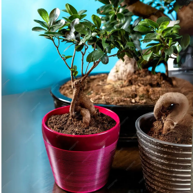 Ficus Bonsai - Small Live Plant (Ungrafted)