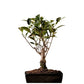 Ficus Bonsai - Small Live Plant (Ungrafted)