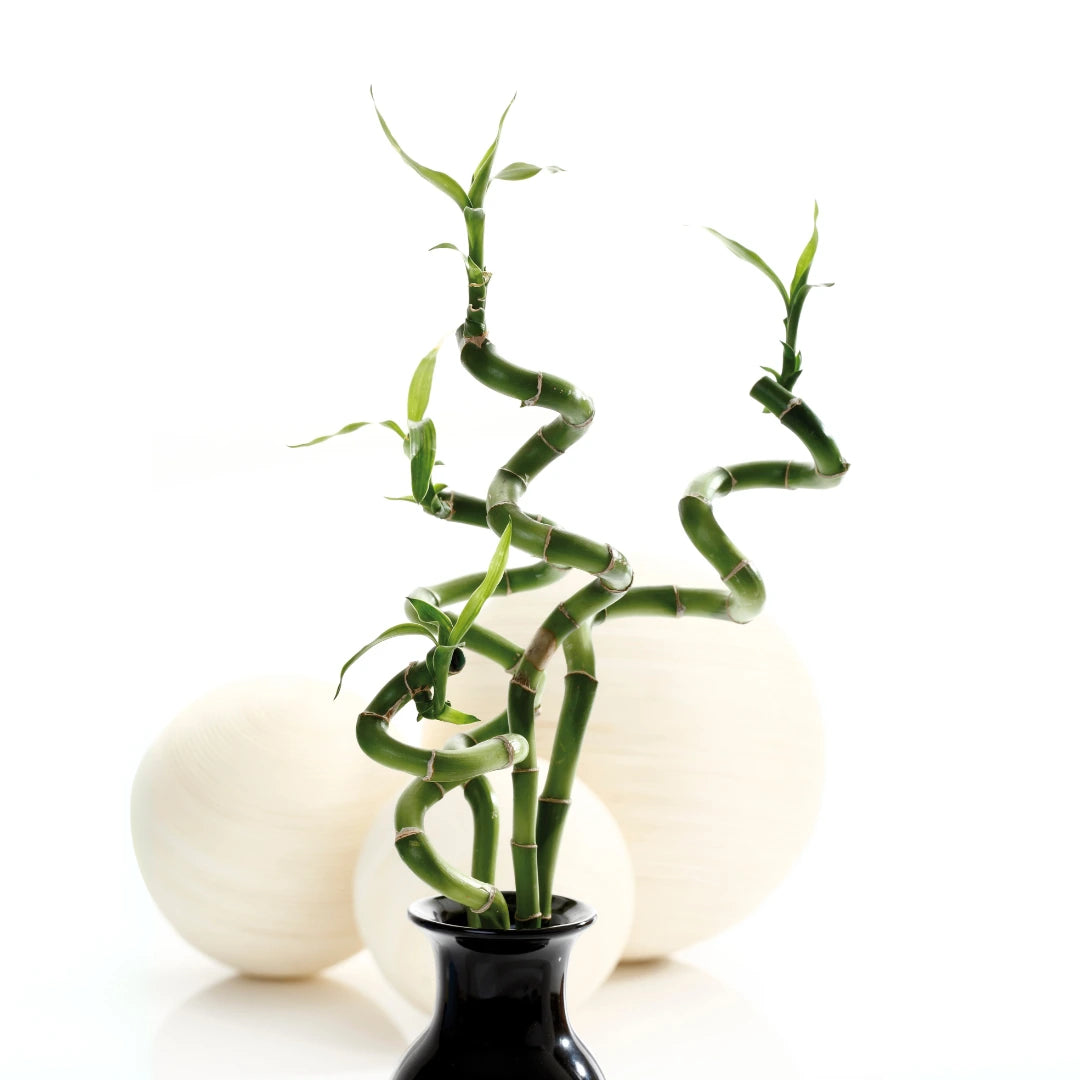 Spiral Bamboo Stick Live Plant