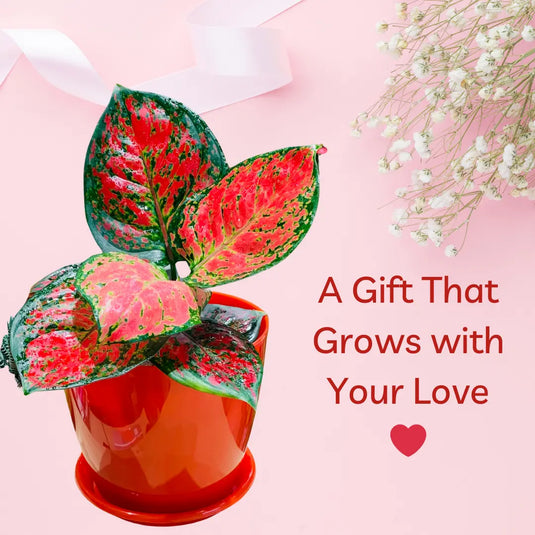 Image Pink Aglonima plant with Red PVC Pot