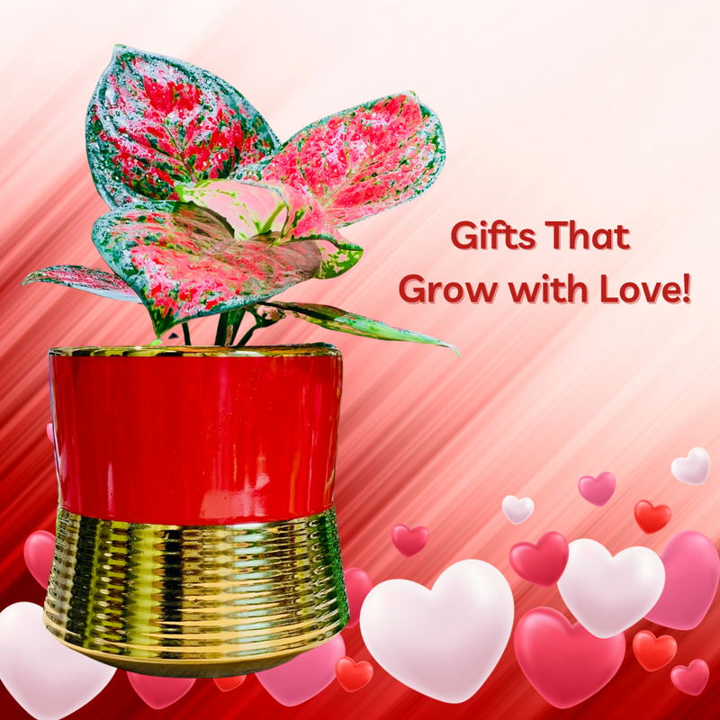 Pink Aglonima plant with Ceramic IRIS Planter