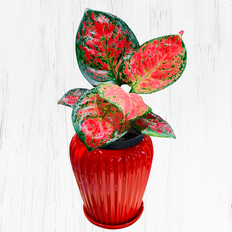 Pink Aglonima plant with Red Striped Ceramic Planter