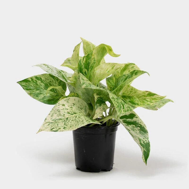 Money Plant - Marble Queen