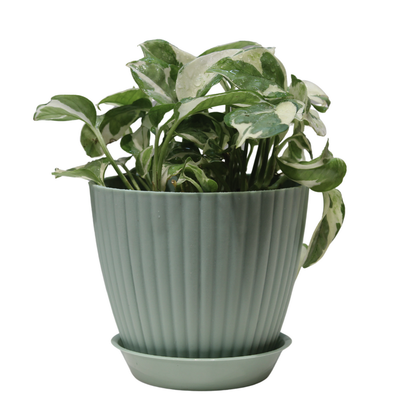 Money Plant - Enjoy Pothos