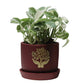 Money Plant - Enjoy Pothos