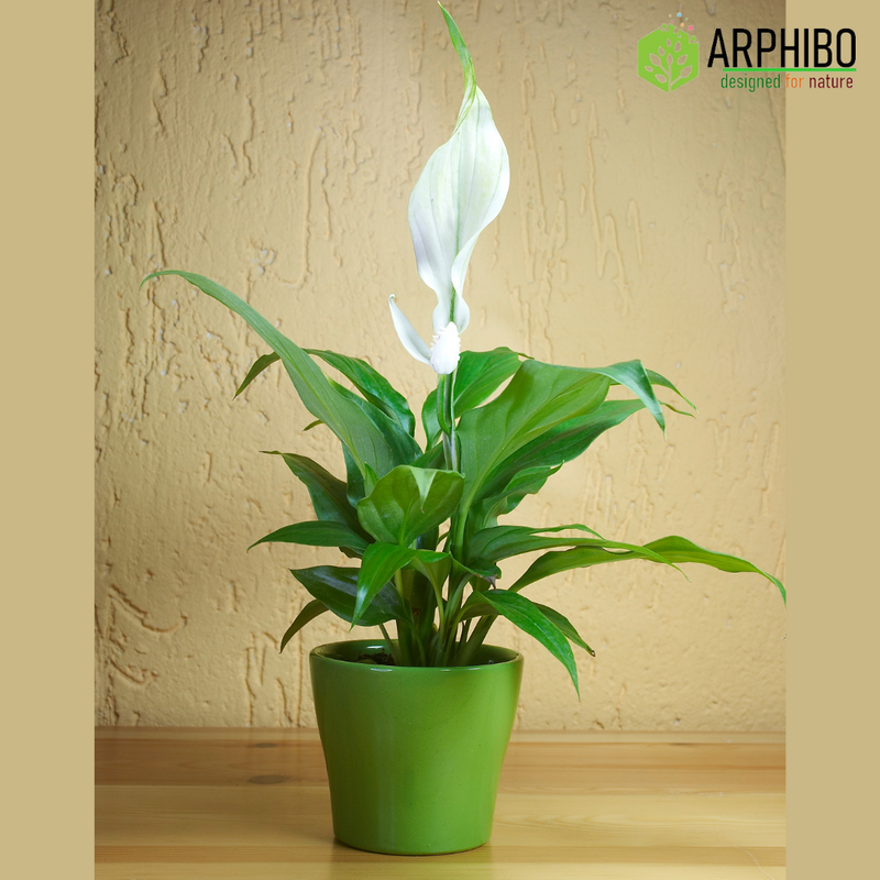 Spathiphyllum Peace Lily Flowering Plant Medium in 5 Inch Pot (Indian)