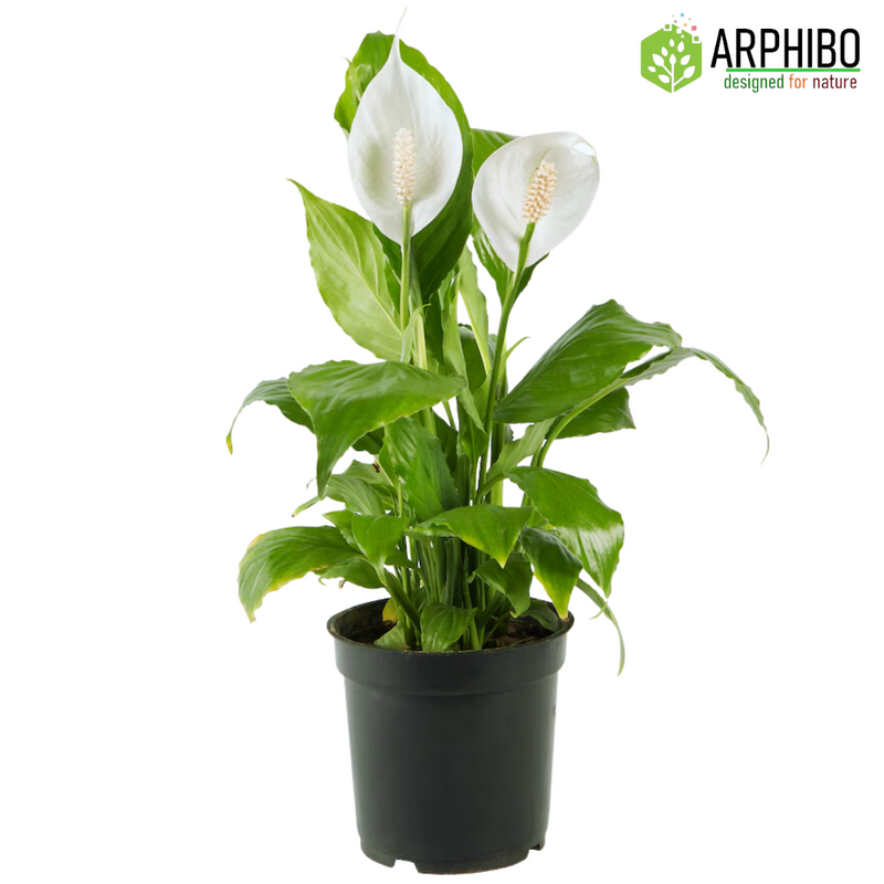 Spathiphyllum Peace Lily Flowering Plant Medium in 5 Inch Pot (Indian)