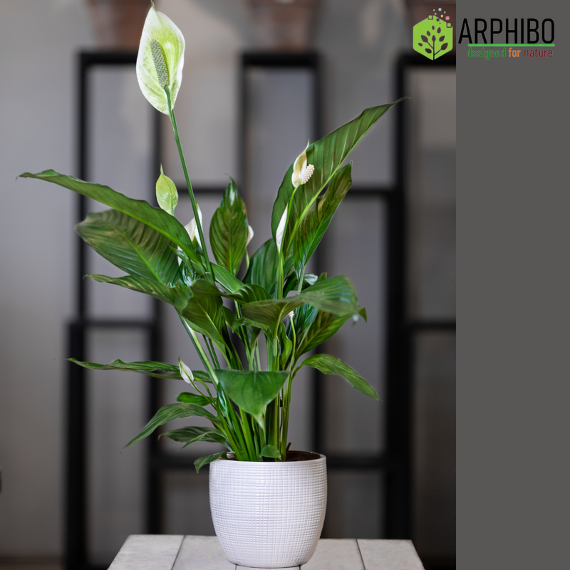 Spathiphyllum Peace Lily Flowering Plant Medium in 5 Inch Pot (Indian)