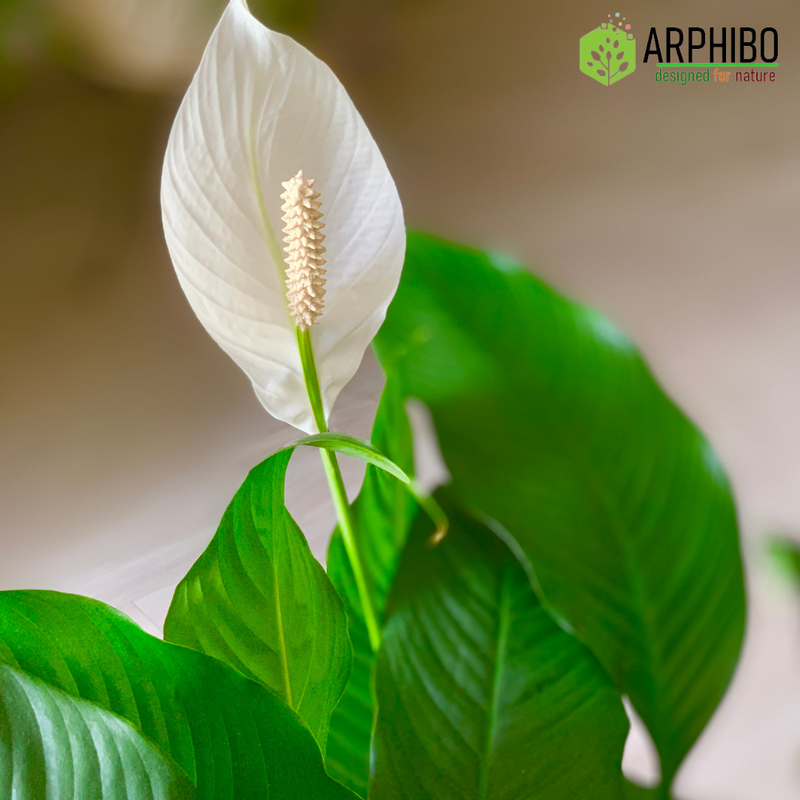 Spathiphyllum Peace Lily Flowering Plant Medium in 5 Inch Pot (Indian)