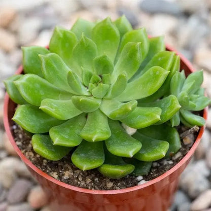 Succulent Echeveria - Live Plant (Mini)