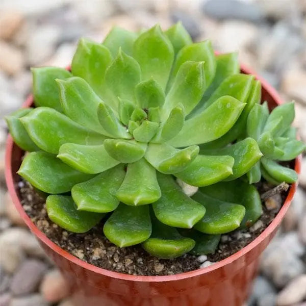 Succulent Echeveria - Live Plant (Mini)