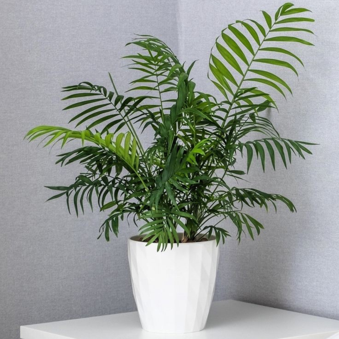 parlour palm plant